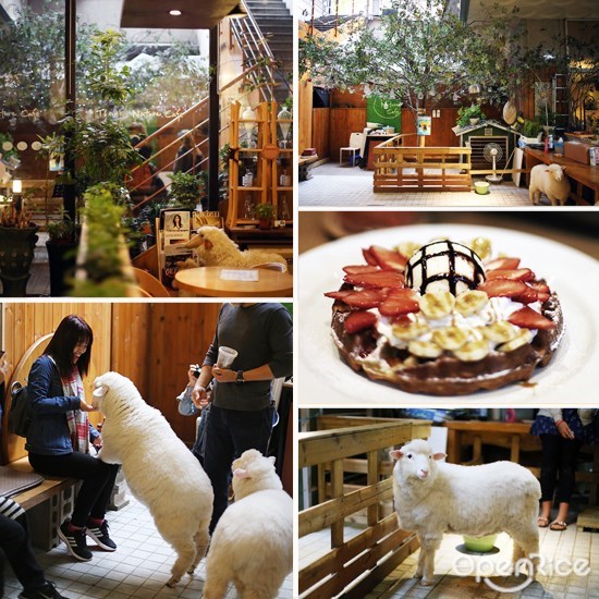 韩国, 首尔, 旅游, 美食, 主题咖啡馆, 特色咖啡馆, thanks nature cafe, 绵羊