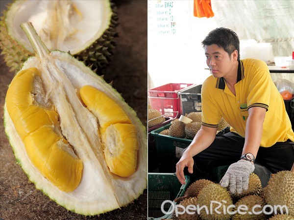 Durian udang price merah Durian Harvests