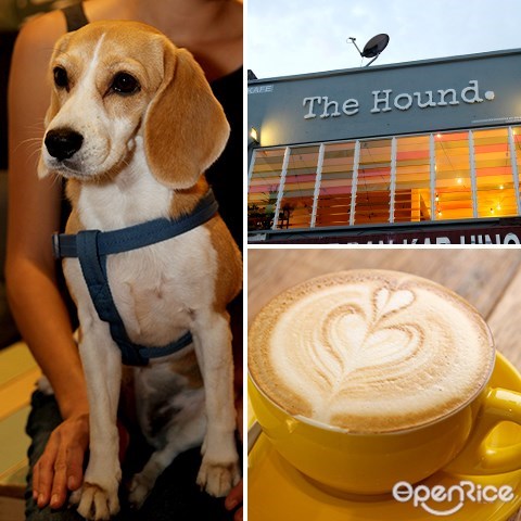 the hound, oug, pet cafe, coffee, beagle