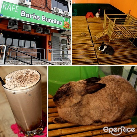 pet cafe, rabbit, barks bunnies, subang