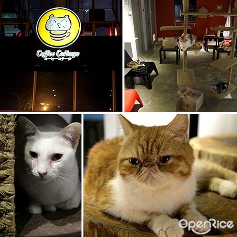 pet cafe, coffee cottage, cat, subang ss15