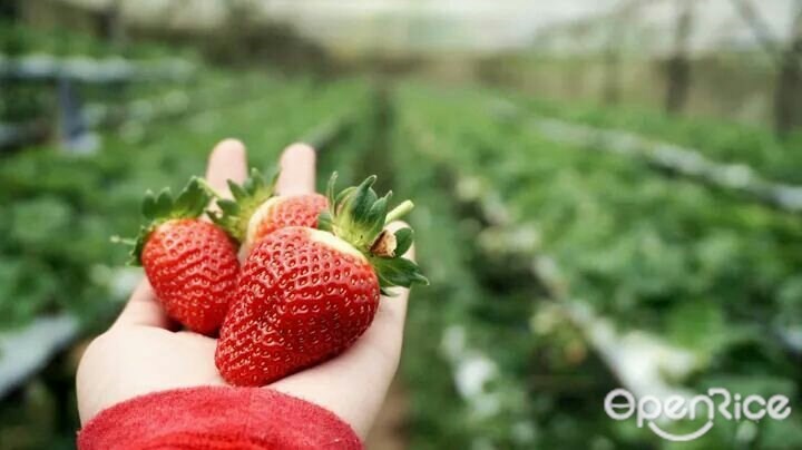 Raju hill strawberry farm